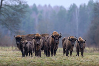European Bison / Żubr