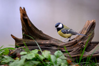 Great Tit / Sikora bogatka