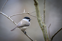Willow Tit / Sikora uboga