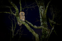 Tawny Owl / Puszczyk