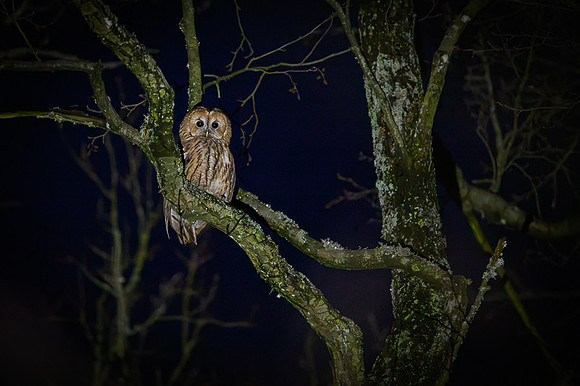 Tawny Owl / Puszczyk