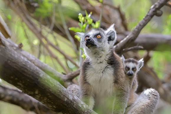 Ring-tailed lemurs