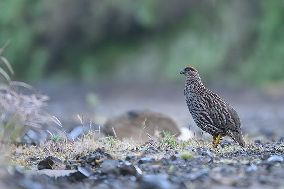Erckel's Francolin