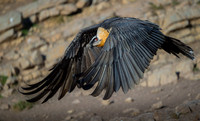 Bearded Vulture