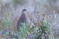 Erckel's Francolin