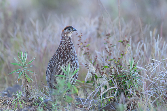 Erckel's Francolin