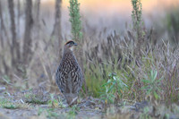 Erckel's Francolin