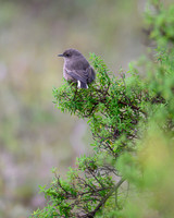 Moorland Chat