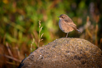Moorland Chat