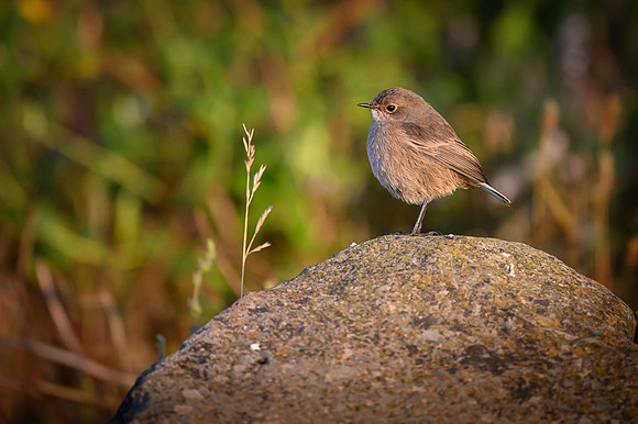 Moorland Chat