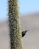 Slender-billed Starling