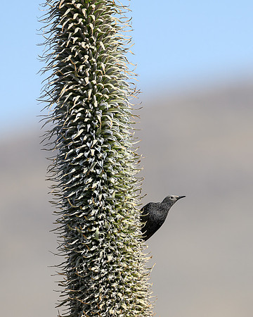 Slender-billed Starling