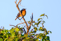Rüppell’s Robin-Chat