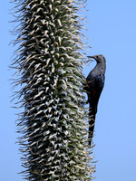 Slender-billed Starling