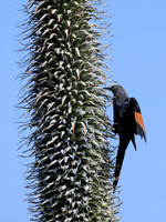 Slender-billed Starling