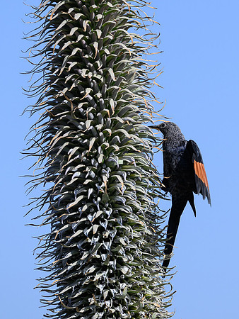 Slender-billed Starling