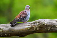 Speckled pidgeon