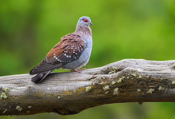 Speckled pidgeon
