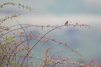 Streaky Seedeater