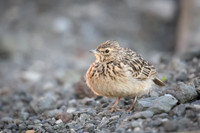 Thekla Lark