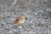 Thekla Lark