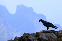 Thick-billed raven