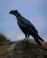Thick-billed raven