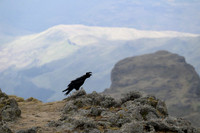 Thick-billed raven