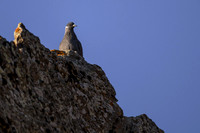 White-collared Pidgeon