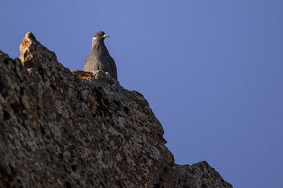 White-collared Pidgeon