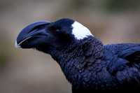 Thick-billed raven