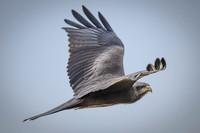 Yellow-billed kite