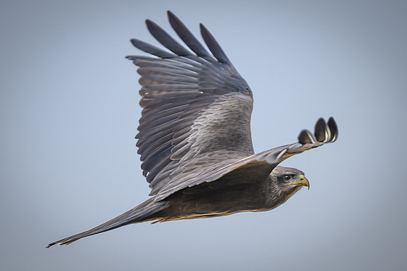 Yellow-billed kite