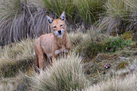 Ethiopian Wolf