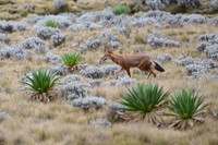 Ethiopian Wolf