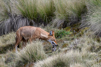 Ethiopian Wolf