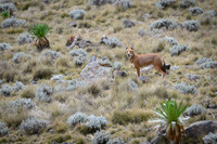 Ethiopian Wolf