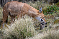 Ethiopian Wolf