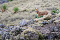 Ethiopian Wolf