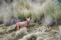 Ethiopian Wolf