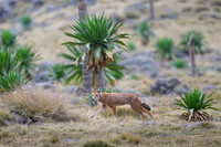 Ethiopian Wolf