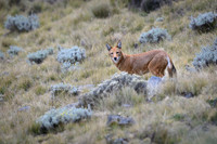 Ethiopian Wolf