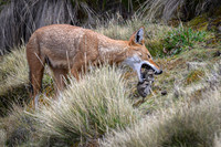 Ethiopian Wolf