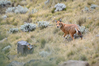 Ethiopian Wolf