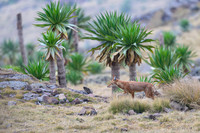 Ethiopian Wolf