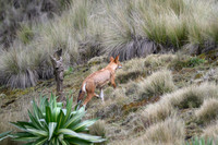 Ethiopian Wolf