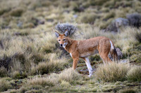 Ethiopian Wolf