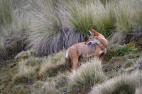 Ethiopian Wolf