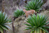 Ethiopian Wolf