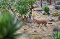 Ethiopian Wolf